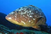 diving lobos island