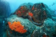 buceo isla de lobos