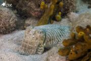 buceo isla de lobos