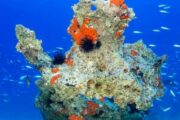 diving lobos island