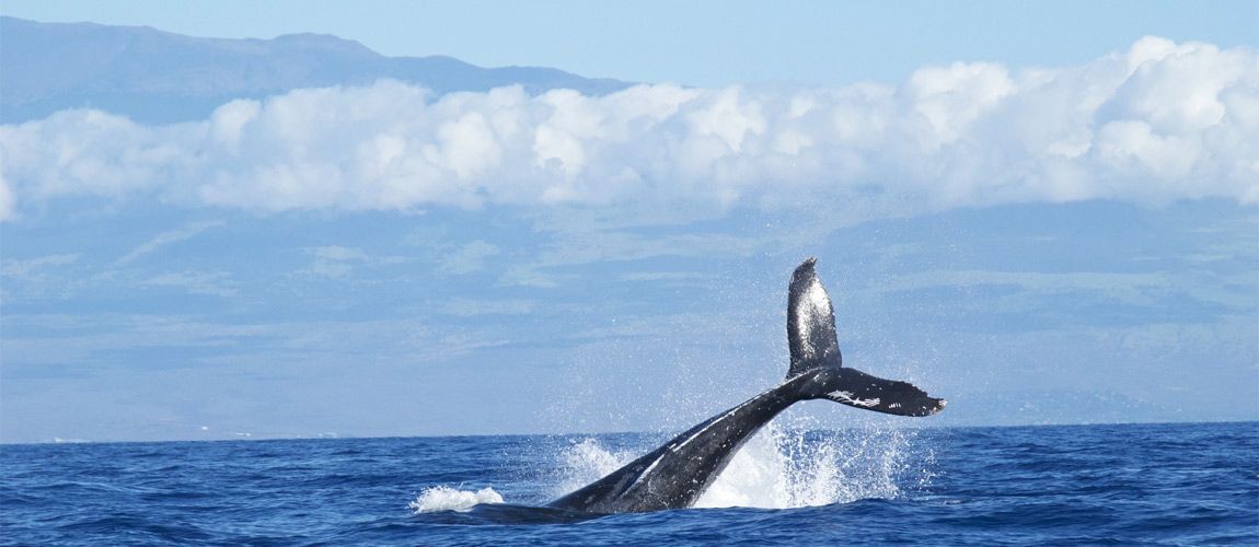 Fuerteventura, Lanzarote y el Banco de la Concepción paraísos de la naturaleza marina