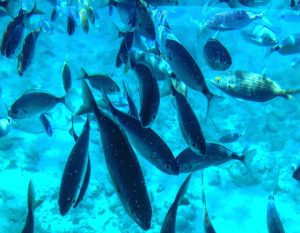 snorkel isla de lobos