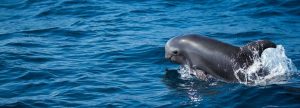 delfines isla de lobos fuerteventura